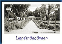 Linnetr�dg�rden