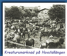 Kreatursmarknad p� Hovstall�ngen